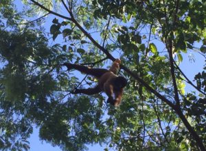 Amazonian Primates