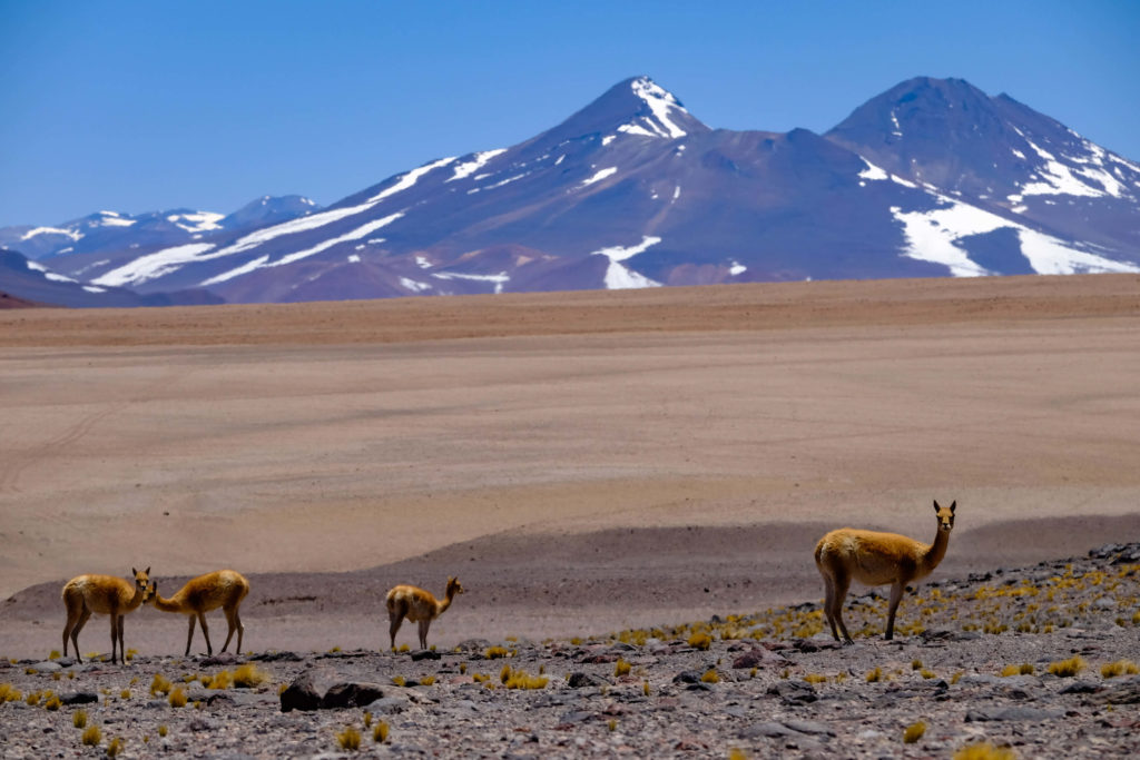 Noel_Atacama_13