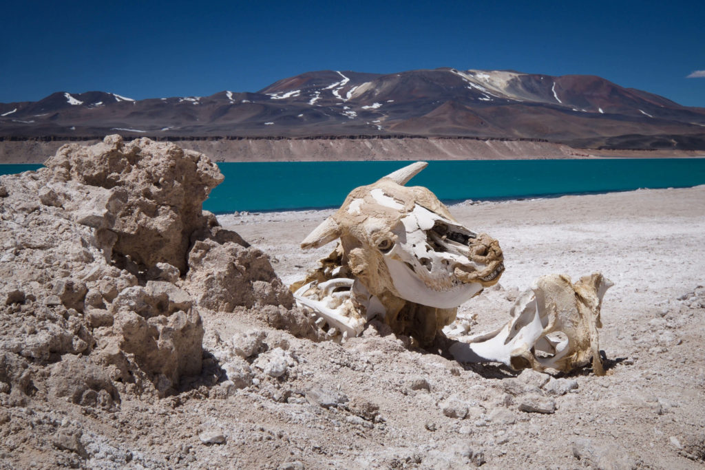 Noel_Atacama_9