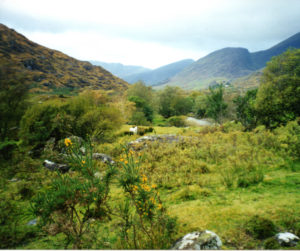 Shannon Leon Fowler Ireland-4