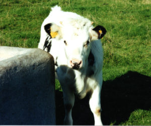 Shannon Leon Fowler Ireland-6